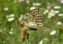 Argynnis niobe ©  S.Beshkov